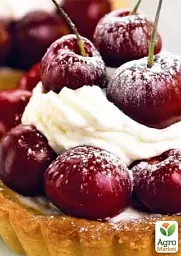 Саджанець Agro-Market Вишня колоновидна блискуча темно-червона Шоколадний мус (Chocolate mousse) (преміальний супер ранній сорт) 1 шт. в упаковці (45985) - мініатюра 2