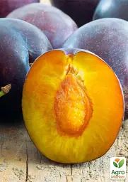 Саджанець Agro-Market Слива Топенд плюс (осінній сорт, пізній термін дозрівання) 1 шт. в упаковці (177322) - мініатюра 2