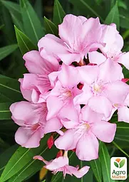 Саджанець Agro-Market Олеандр духмяний Nerium oleander Pink (вічнозелений, ароматний кущ) (85688) - мініатюра 3