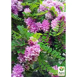 Саджанець Agro-Market Акація Робінія рожева (48852) - мініатюра 3