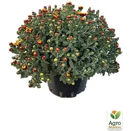 Саджанець Agro-Market Хризантема Садова Ciotat (висота 30-50 см) (175008) 1 шт. в упаковці - мініатюра 2