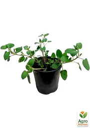 Саджанець Agro-Market Котовник (Котяча м'ята) (51887) - мініатюра 2