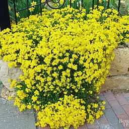 Алісум жовтий “Золотий розсип” GL Seeds 0,1 г - мініатюра 2