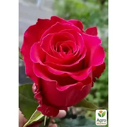 Троянда чайно-гібридна Agro-Market Gotcha саджанець класу АА+ вищий сорт 1 шт. в упаковці (181494) - мініатюра 2