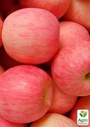 Саджанець Agro-Market Яблуня Фуджі (зимовий сорт, пізній термін дозрівання) 1 шт. в упаковці (17569) - мініатюра 3