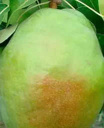 Саджанець Agro-Market Груша Смарагдова (зимовий сорт, пізній термін дозрівання) (39892) 1 шт. в упаковці - мініатюра 2