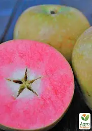 Саджанець Agro-Market Яблуня Хідден Роуз (осінній сорт, середнього терміну дозрівання) (71865) - мініатюра 3