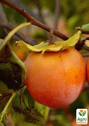 Саджанець Agro-Market Хурма Джон Рік на віргінській морозостійкій підщепі 1 шт. в упаковці (50071) - мініатюра 6