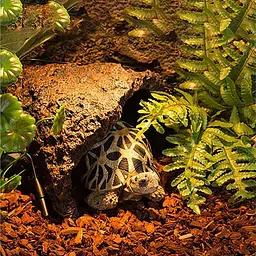 Субстрат соснова кора Repti‑Zoo Pine Bark 4 л (SB014) для сухих і напівсухих тераріумів - мініатюра 5