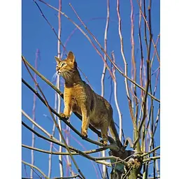 Encyclopedia of Cats - Фотопулос Джуліанна - мініатюра 5