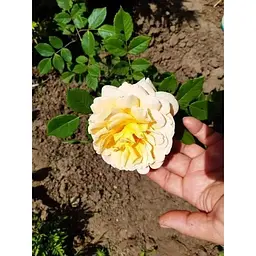Троянда флорибунда Agro-Market Friesia саджанець класу АА+ вищий сорт 1 шт. в упаковці (17319) - мініатюра 2