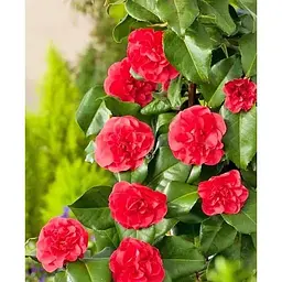 Саджанець Agro-Market Камелія японська 2-х річна Lady Campbell (висота 45-55см) (179196) 1 шт. - мініатюра 3