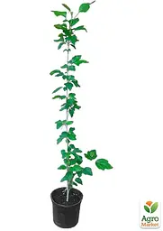 Саджанець Agro-Market Гібіскус сирійський 3-х річний Marina С2, висота 80-100см (156259) - мініатюра 3