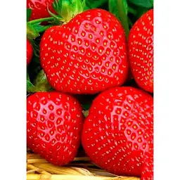 Саджанець Agro-Market Полуниця Портола (Portola) 5шт (ремонтантний високоврожайний сорт, ранній термін дозрівання) (37282) - мініатюра 3