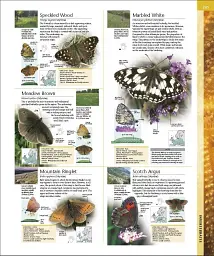 Wildlife of Britain and Ireland - мініатюра 14