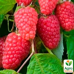 Малина Agro-Market "Марастар" (ремонтантний крупноплідний сорт, французької селекції) 1-річний саджанець (189501) 1 шт в упаковці