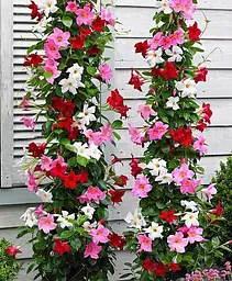 Саджанець Agro-Market Дипладенія (Mandevilla) Pearl (квітуча ліана) (71576) 1 шт. в упаковці - мініатюра 2