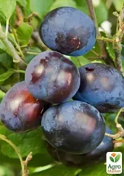 Саджанець Agro-Market Слива Штутгардт (осінній сорт, пізній термін дозрівання) 1 шт. в упаковці (43989) - мініатюра 3