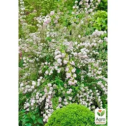Саджанець Agro-Market Дейція гібридна Mont Rose (177161) 1 шт. в упаковці - мініатюра 3
