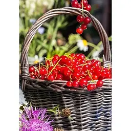 Саджанець Agro-Market Порічка (смородина) червона Олімп (Olympus) (преміальний високоврожайний сорт) 1 шт. в упаковці (24205) - мініатюра 6