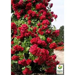 Троянда плетиста Agro-Market That's Jazz саджанець класу АА+ вищий сорт 1 шт. в упаковці (178146) - мініатюра 3