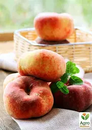 Саджанець Agro-Market Персик жовтий з яскравим рум'янцем Тропічний рай (Tropical paradise) (англійська селекція, преміальний високоврожайний сорт) 1 шт. в упаковці (39930) - мініатюра 3
