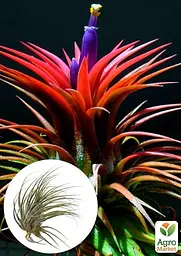 Саджанець Agro-Market Тілландсія Іонанта (Tillandsia Ionantha) атмосферна 1 шт. в упаковці (52061) - мініатюра 4