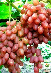Саджанець Agro-Market Виноград Анюта (середньо-пізній термін дозрівання, ягоди не пошкоджуються осами) 1 шт. в пакуванні (20047) - мініатюра 2