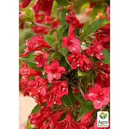 Саджанець Agro-Market Вейгела 3-річна Red Prince С3 висота 80-100 см (182530) 1 шт. в упаковці - мініатюра 3