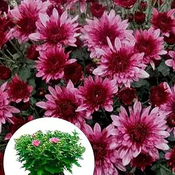 Хризантема Садова "Avalon Pink" (висота 30-50см) (103583) 1 саженец - мініатюра 3