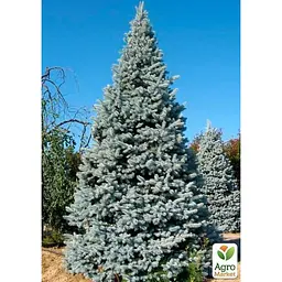 Саджанець Agro-Market Ялина колюча блакитна Santa Fe (горщик P9) (48965) - мініатюра 2