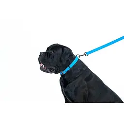 Повідець для собак Waudog Waterproof водостійкий L-XXL, блакитний - мініатюра 5