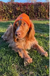 Шапка для собак Hat-Dog помаранчева (XL) - мініатюра 4