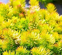 Саджанець Agro-Market Очиток відігнутий Ангеліна (Sedum reflexum Angelina) (62141) - мініатюра 2