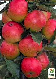 Саджанець Agro-Market Яблуня колоновидна Патріот (літній сорт, ранній термін дозрівання) 1 шт. в упаковці (21021) - мініатюра 2