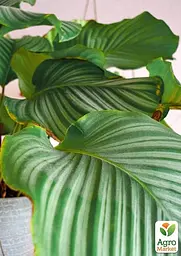 Саджанець Agro-Market Калатея крупнолистова Orbifolia кімнатна 40-50 см 1 шт. в упаковці (176494) - мініатюра 2