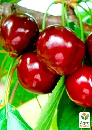 Саджанець Agro-Market Черешня Анонс (літній сорт, середній термін дозрівання) 1 шт. в упаковці (177326) - мініатюра 2