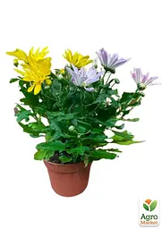 Саджанець Agro-Market Хризантема Multicolor Carnaval (Нідерланди) (97754) - мініатюра 3