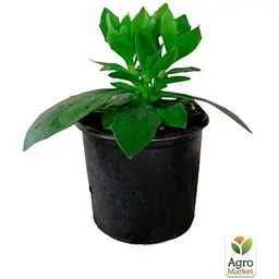 Саджанець Agro-Market Остеоспермум махровий 3D Berry White (116338) 1 шт. в упаковці - мініатюра 2