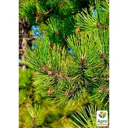 Саджанець Agro-Market Сосна Орегонська (Рinus ponderosa) С10, висота 100-130 см (178495) - мініатюра 2