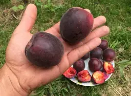 Саджанець Agro-Market Абрикос Чорний Принц (літній сорт, середній термін дозрівання) 1 шт. в упаковці (15763) - мініатюра 2