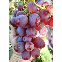 Саджанець Agro-Market Виноград Красуня (ранній термін дозрівання) 1 шт. в упаковці (25523) - мініатюра 3
