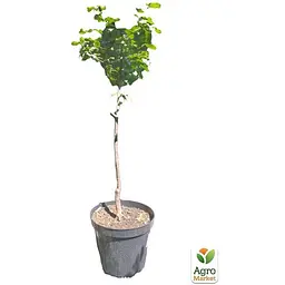 Саджанець Agro-Market Слива Блек Бьюті укорінена в контейнері (саджанець 2 роки) (101580) - мініатюра 2
