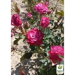 Троянда дрібноквіткова (спрей) Agro-Market Beach Hilcado саджанець класу АА+ вищий сорт 1 шт. в упаковці (181420) - мініатюра 2