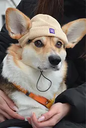Шапка для собак Hat-Dog бежева (L) - мініатюра 3