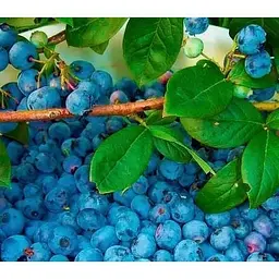 Саджанець Agro-Market Лохина (чорниця садова) Гурон (Huron) (середній термін дозрівання, самозапильний сорт) 1 саджанець (46159) - мініатюра 2