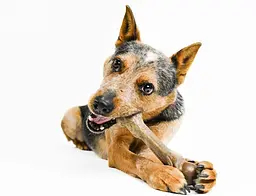 Жувальна кістка для собак Pet Qwerks Zombie BAMBOO BarkBone зі смаком арахісового масла - мініатюра 7