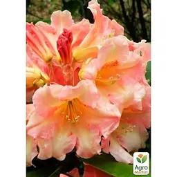 Саджанець Agro-Market Рододендрон персиковий Флаутандо (Flautando) (25905) 1 шт. в упаковці - мініатюра 2