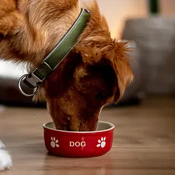 Миска для собак Nobby DOG керамічна червоно-бежева 13,5х13,5х5 см 240 мл 68767 - мініатюра 3