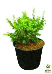 Саджанець Agro-Market Ялина звичайна Nidiformis C2 висота 15-20 см 1 шт. в упаковці (62174) - мініатюра 3